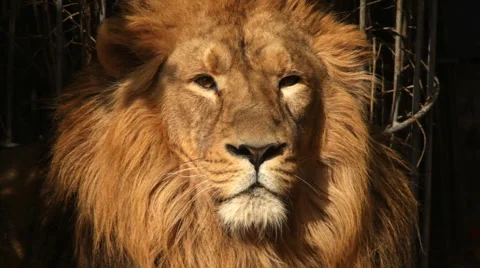The sunlit face of a drowsy sunny lion on dark background. King of beasts Stock Footage 46367450