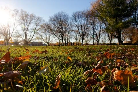 Sunlit Fall Lawn Stock Photos