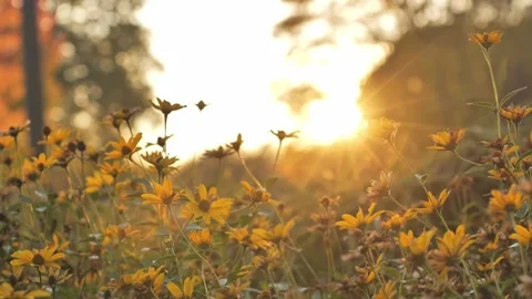 Sunlit False Sunflowers and Insects - A Meadow’s Harmony at Sunrise in Summer 4K Stock Footage 296801791