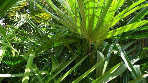 Sunlit Fan Palm Leaf with Shadow Patterns in Garden Stock Photos