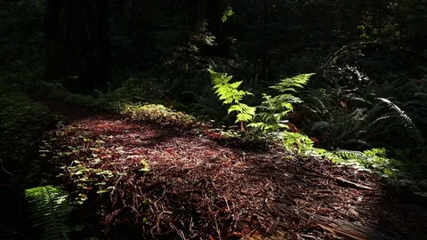 Sunlit Fern Видео 73248993