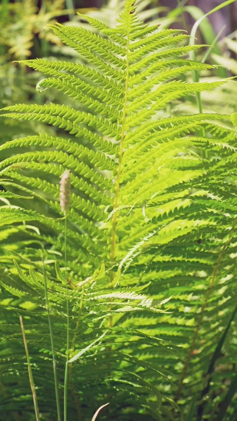 Sunlit fern frond centered vertical closeup with subtle leaflet reorientation un Stock Footage 342054115