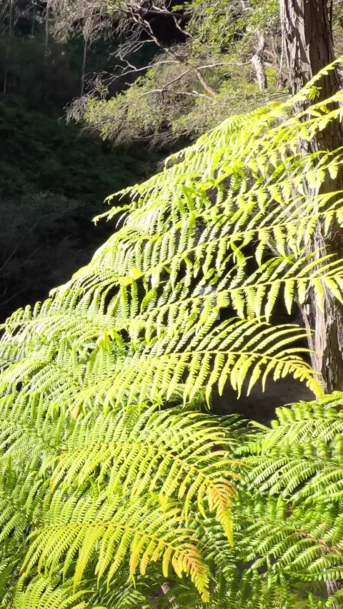 Sunlit Fern Fronds in Australian Temperate Rainforest Stock Footage 341908548