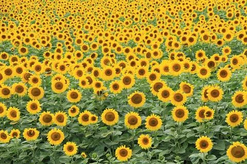 Sunlit field filled with countless blooming sunflowers stretches into the d.. Stock Photos