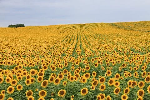 Sunlit field filled with countless blooming sunflowers stretches into the d.. Stock Photos