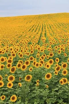 Sunlit field filled with countless blooming sunflowers stretches into the Foto stock