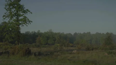 Sunlit field with forest background Video stock 345714955