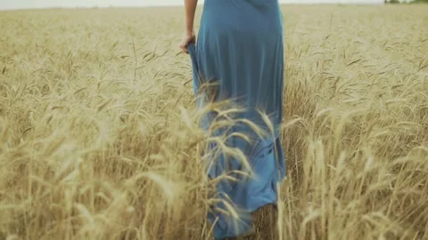 Sunlit Fields of Ukraine Stock Footage 315937531