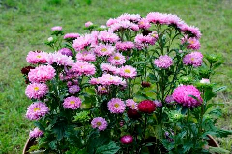 Sunlit fine asters in the flowerbed Foto stock
