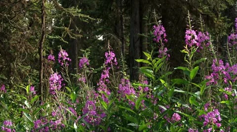 Sunlit Fireweed Blooms with Bees in Spruce Forest 스톡 동영상 11918705