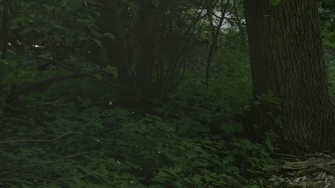 Sunlit Flies in Magical Forest Stock Footage 77577444