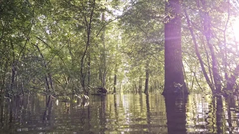 Sunlit Flooded Forest – Smooth Glide Over Glittering Water 4K 動画素材 321508886