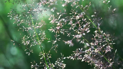 Sunlit flowering grass on a green background in a meadow Stock Footage 279940207