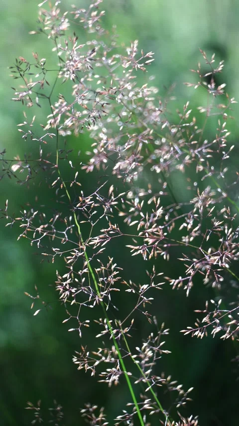Sunlit flowering grass on a green background in a meadow Stock Footage 279940302