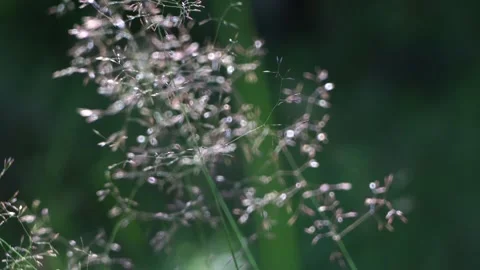 Sunlit flowering grass on a green background in a meadow Stock Footage 279940331