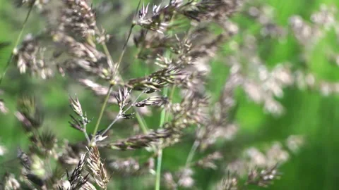 Sunlit flowering grass on a green background in a meadow Stock Footage 279940411