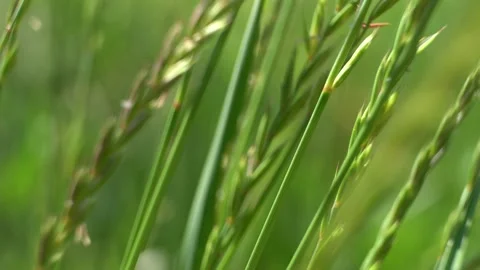 Sunlit flowering grass on a green background in a meadow Stock Footage 279943748