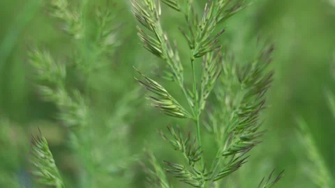 Sunlit flowering grass on a green background in a meadow Stock Footage 279944380