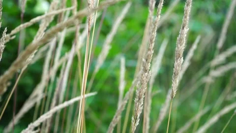 Sunlit flowering grass on a green background in a meadow Stock Footage 279945967
