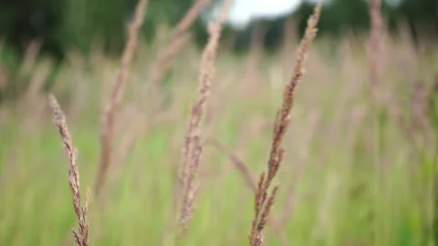 Sunlit flowering grass on a green background in a meadow Stock Footage 279945968