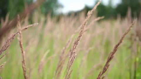 Sunlit flowering grass on a green background in a meadow Stock Footage 279945969