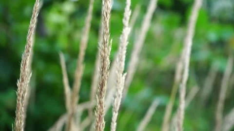 Sunlit flowering grass on a green background in a meadow Stock Footage 279946039