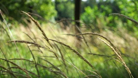 Sunlit flowering grass on a green background in a meadow Stock Footage 279946230