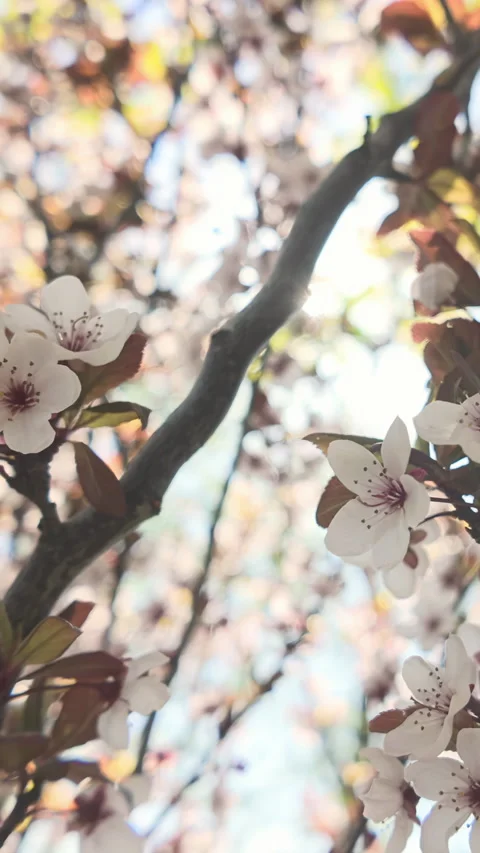 Sunlit Flowering Plum Tree Branches against Blue Sky Stock Footage 345863462