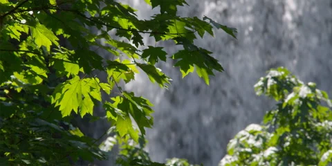 Sunlit in-focus maple leaves in foreground with soft-focus waterfall behind Stock Footage 59114110