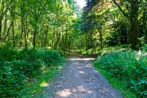 Sunlit footpath through the woods 스톡 사진