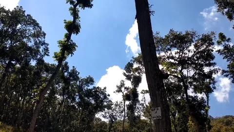 Sunlit Forest and Bright Blue Sky 库存影片 341800348