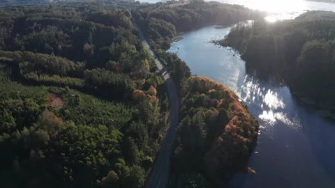 Sunlit Forest and River Curve with Road in Southern Chile Stock Footage 310562597