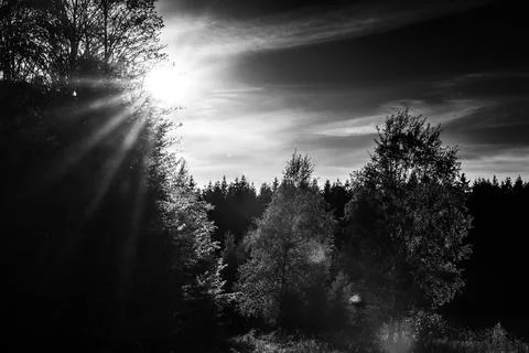 Sunlit Forest in backlight Stock Photos