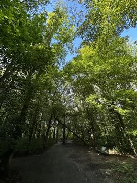 Sunlit forest canopy above quiet woodland path with tall green trees, blue sky Fotos Stock