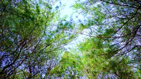 Sunlit Forest Canopy With Blue Sky Stock Footage 337526801