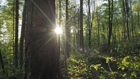 Sunlit forest canopy, camera sliding with parallax effect, 4K 動画素材 320157338