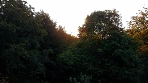 Sunlit Forest Canopy with Dense Green Foliage Stock-Footage 314669893