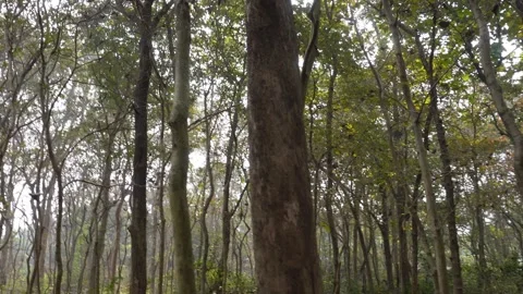 Sunlit Forest Canopy Stock Footage 333262341
