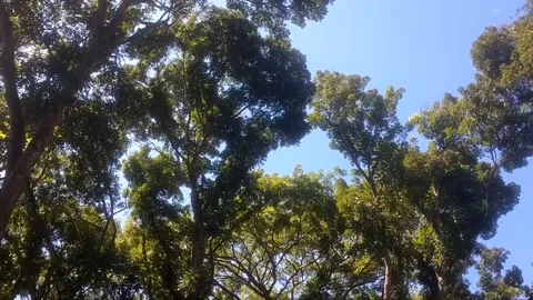 Sunlit Forest Canopy Vídeo Stock 335825657