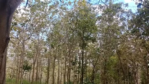 Sunlit Forest Canopy 스톡 동영상 338375104