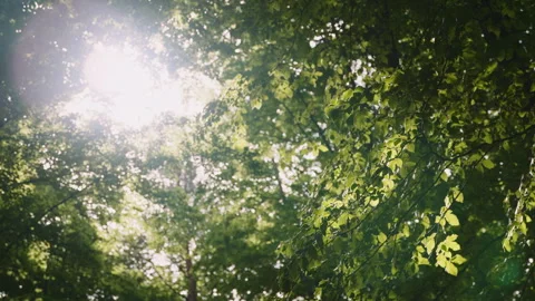 Sunlit Forest Canopy, Foreground Branch Swaying, Backlit Bright Sky, 6K Stock Footage 327457656