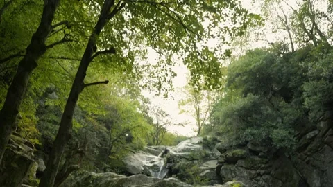 Sunlit forest canopy on Kapidag Peninsula Stock Footage 336467087