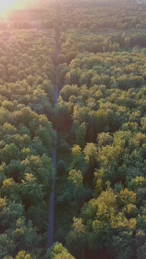 Sunlit Forest Canopy With Pathway Stock-Footage 314648726