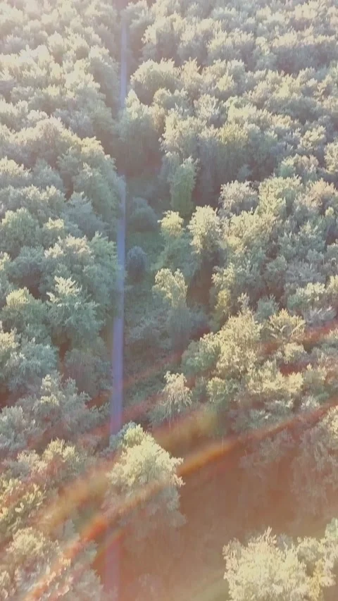 Sunlit Forest Canopy With Pathway Stock-Footage 314648741