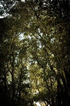 Sunlit Forest Canopy Stock Photos