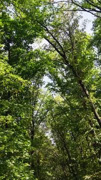 Sunlit Forest Canopy Stock Photos