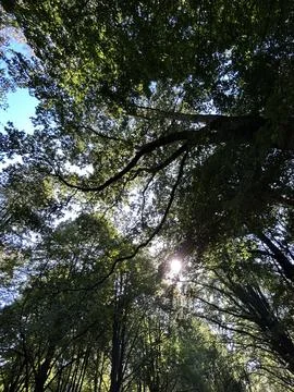 Sunlit forest canopy seen from ground level beneath tall trees, green leaves Stock Photos