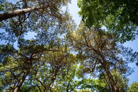 Sunlit Forest Canopy With Tall Pine Trees and Blue Sky Viewed From Below 스톡 사진