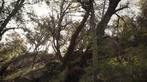 Sunlit forest canopy with tall trees and dappled light in a quiet woodland Stock Footage 332674697