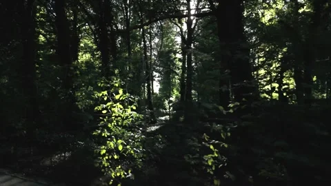 Sunlit Forest Canopy Walkway Sun Flare Potsdam Park Germany Video stock 339038780